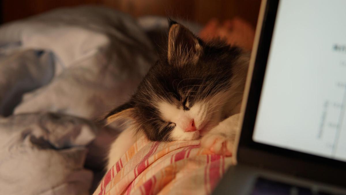 Tabby kitten sleeps next to an open laptop